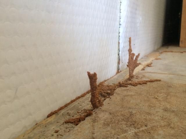 Termite riser mud tubes coming up from a seam in t