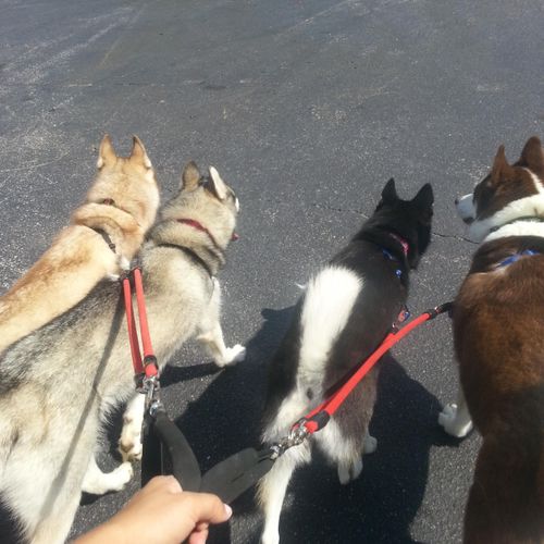 Walking the pack. :)