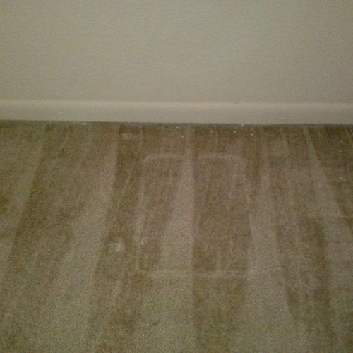 Vacuumed carpet