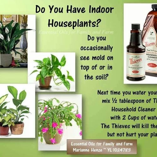 Mold on your indoor plants?