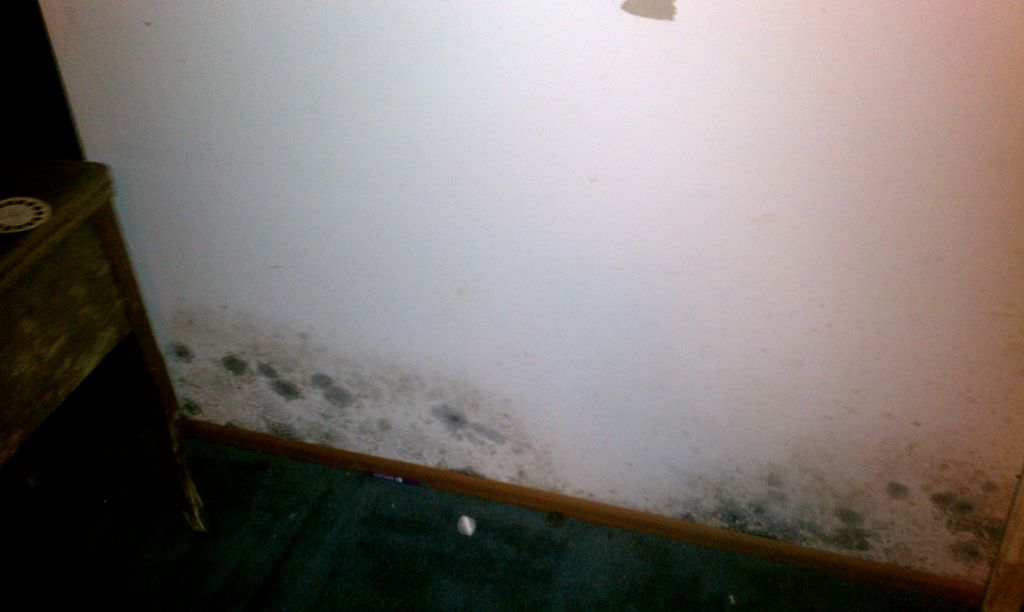 Mold growth continuos