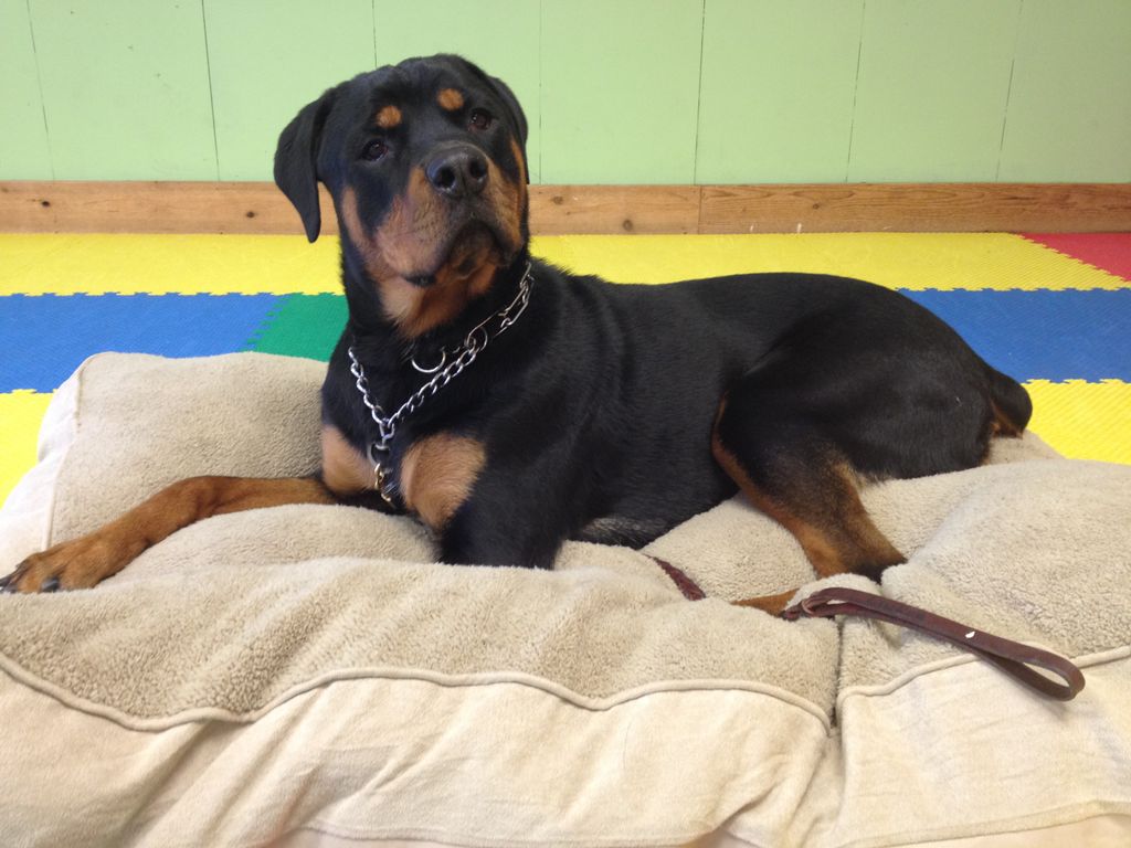 Our dogs love playing obedience!