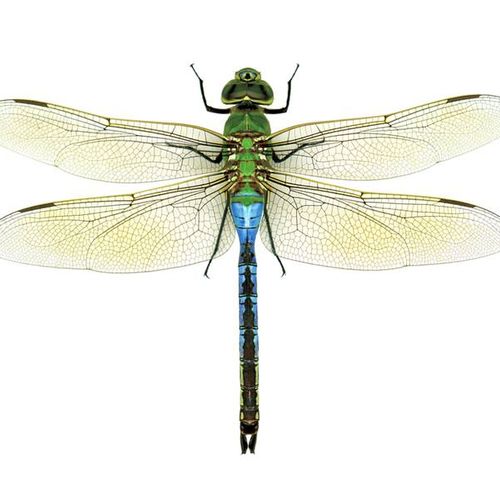 The Dragonfly is a symbol of Transformation and Ad