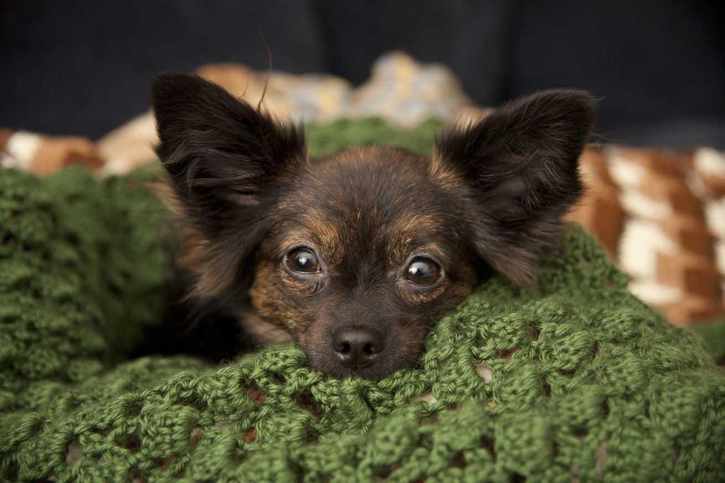 Pet photography - Niko