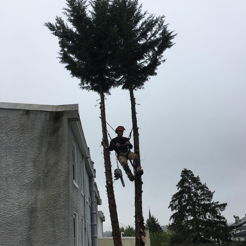 Sean's Tree Service