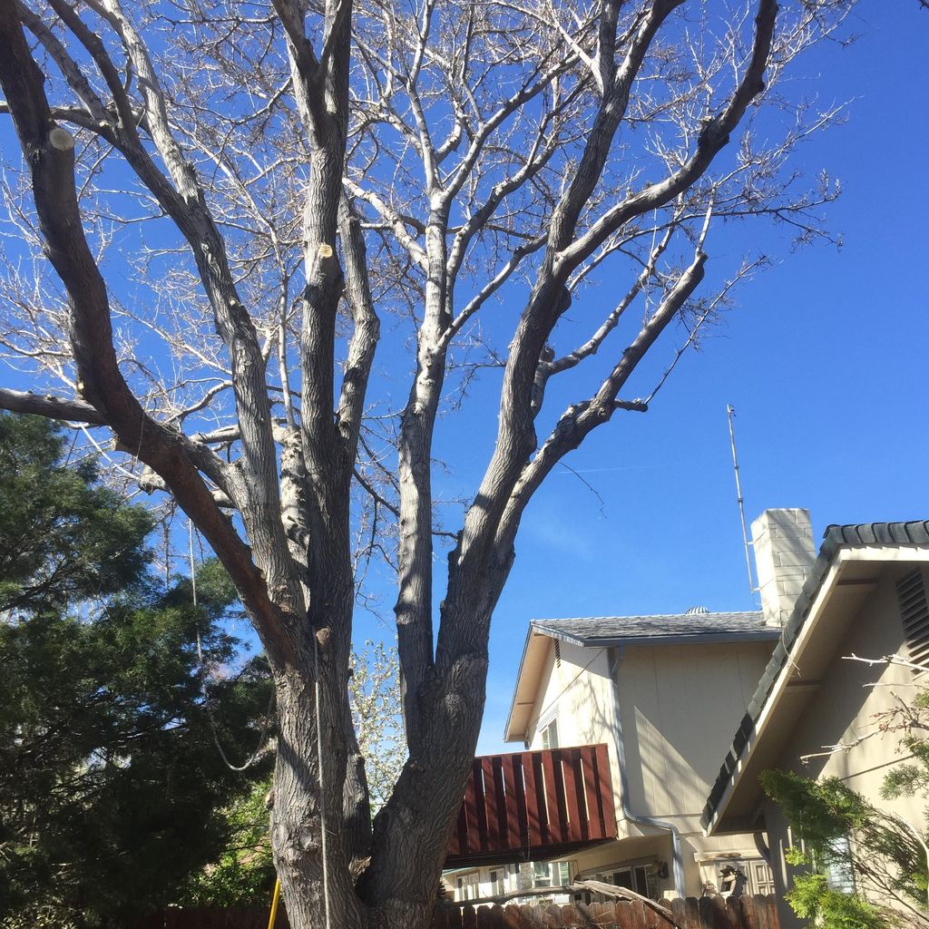 Expert Tree and Yard Services