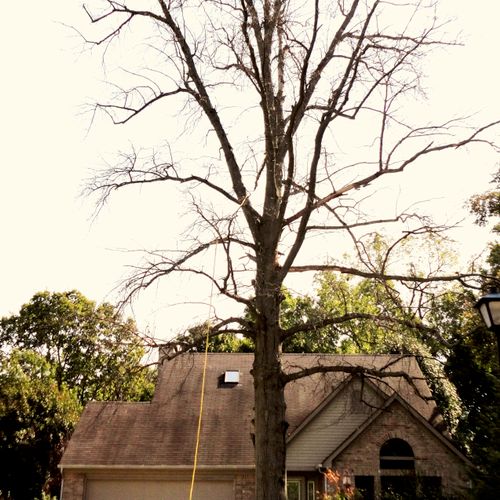 Project: Dead tree near house.  Please remove.  pi