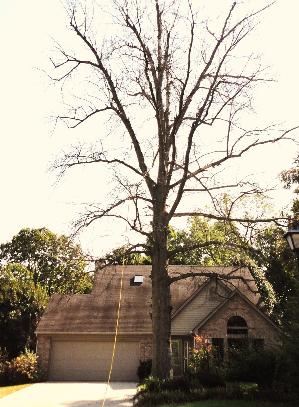 Project: Dead tree near house.  Please remove.  pi