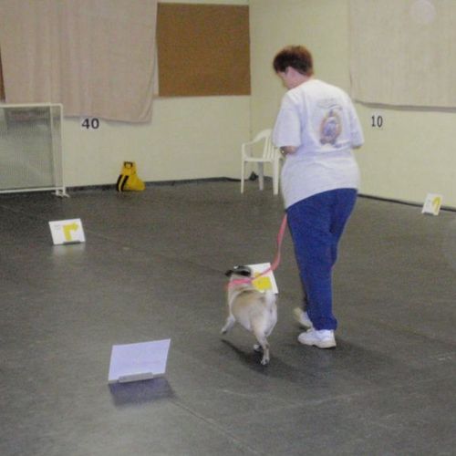Learn Rally Obedience, a fun low-impact sport to d