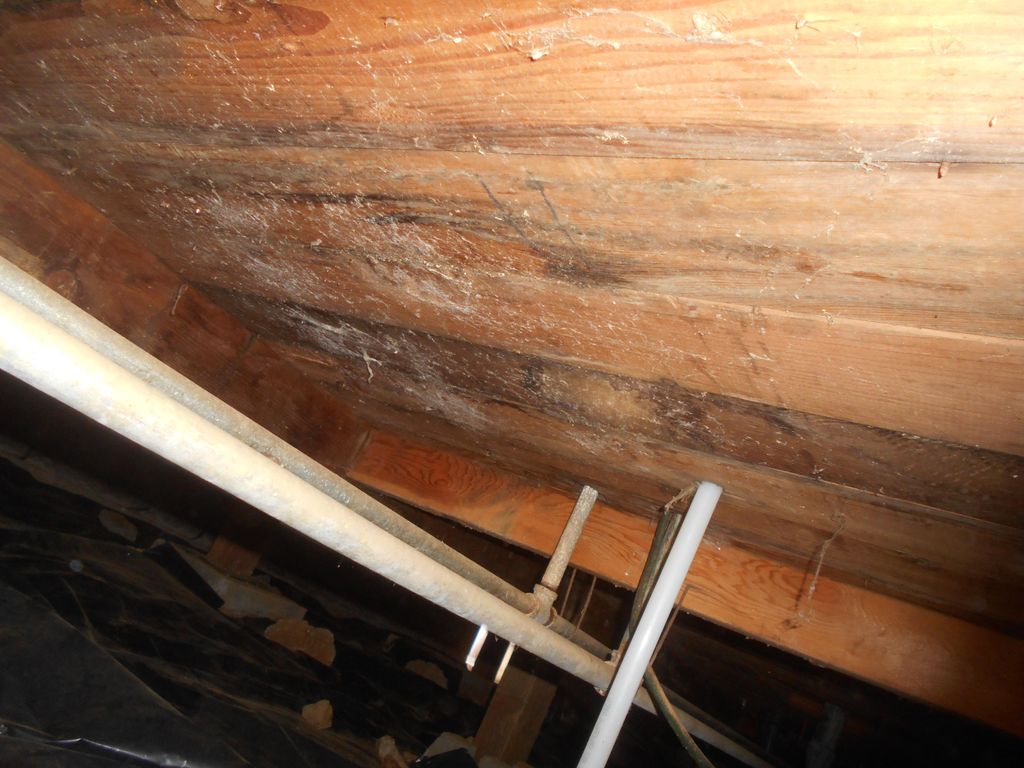 Observed Fungi Growth