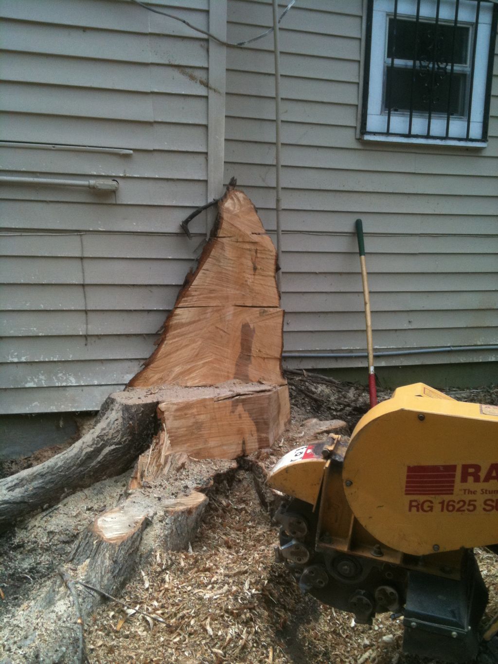 This huge tree was growing into the foundation of 
