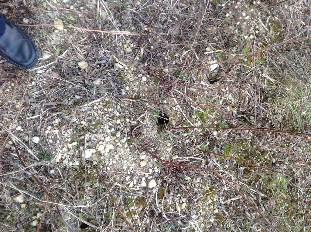 Finding rodent burrows in a field next to a food r