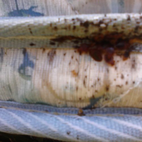 BED BUGS: Close-up of fecal staining on infested m