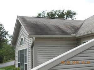 Molds on shingle roof