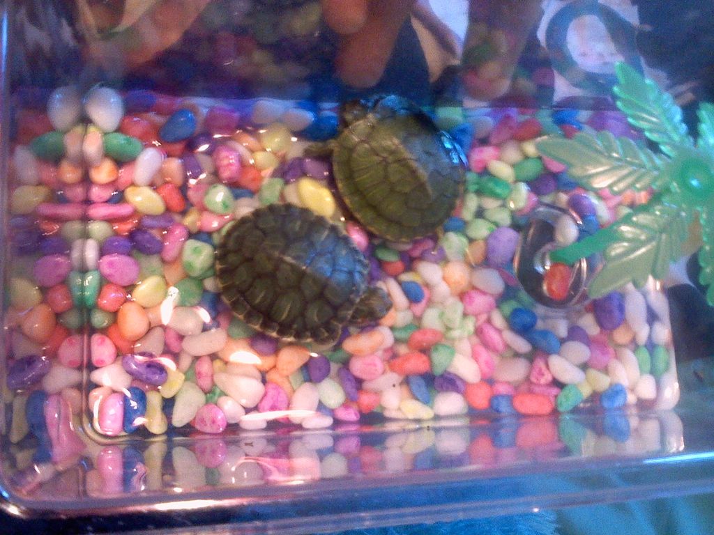 Luna and Bubbles