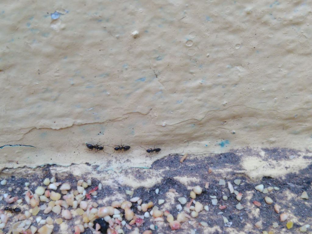 Odorous House Ants 