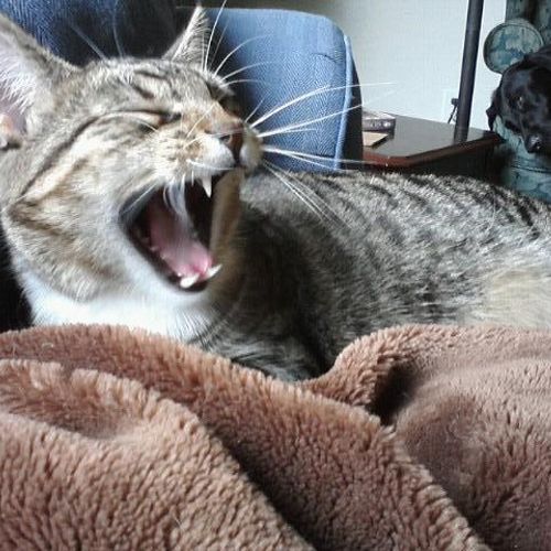 A very vocal kittysitting client in Seattle.
