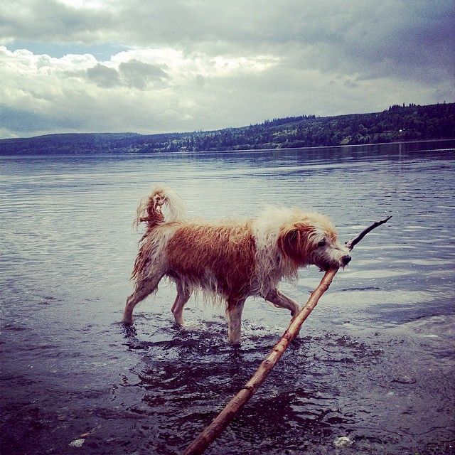Day Trip the beach with Charlie! He has been in th
