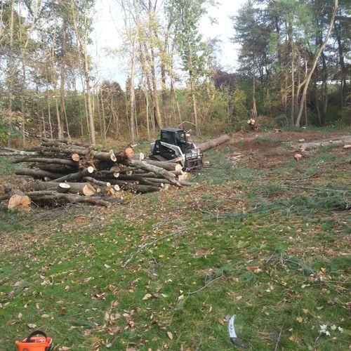 Land clearing in Weston ma