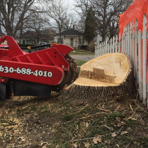 Grinding 60" Ash Tree Stump