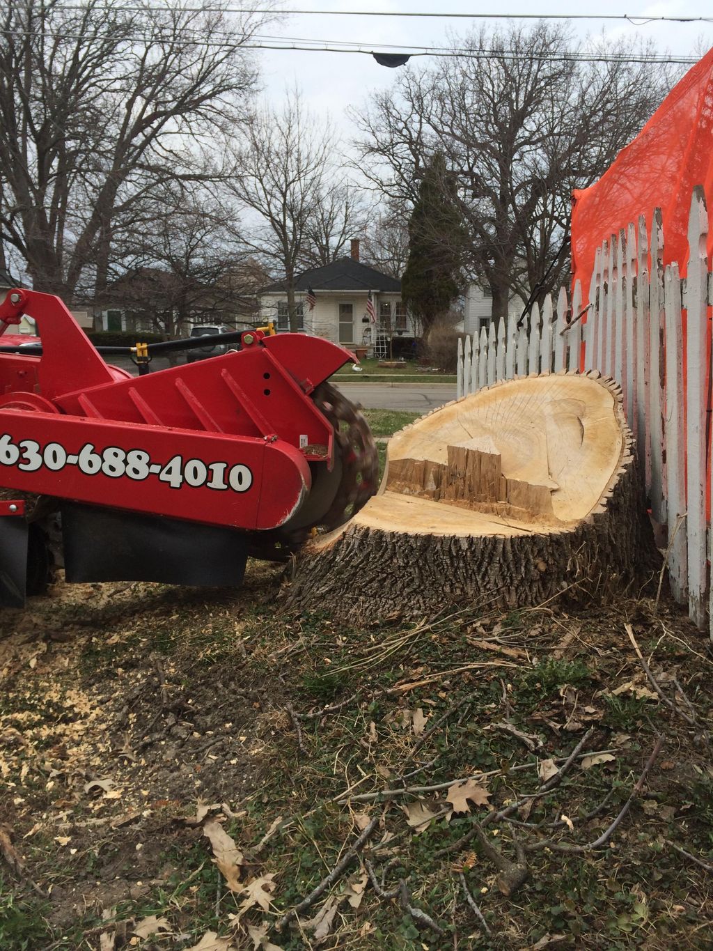 Grinding 60" Ash Tree Stump