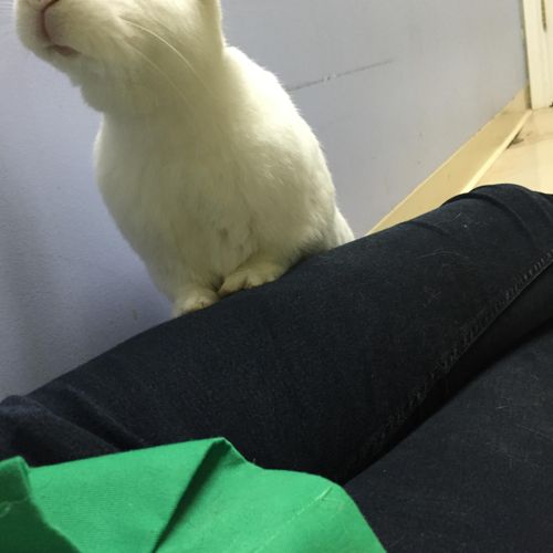 One of the rabbits from the shelter! I'm happy to 