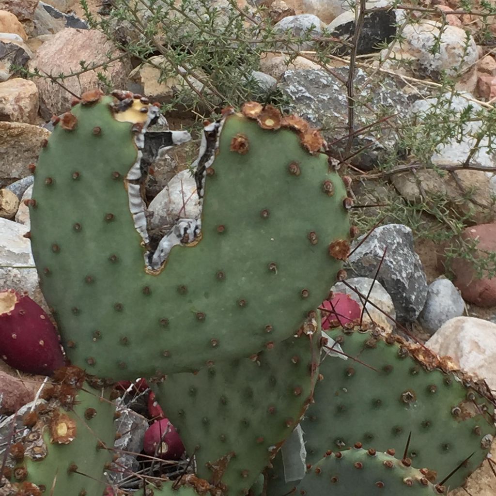 New Mexico love, New Mexico heart.