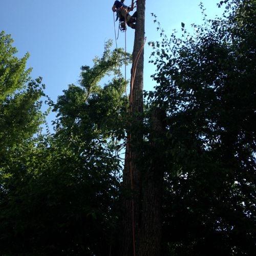 Tree  removal