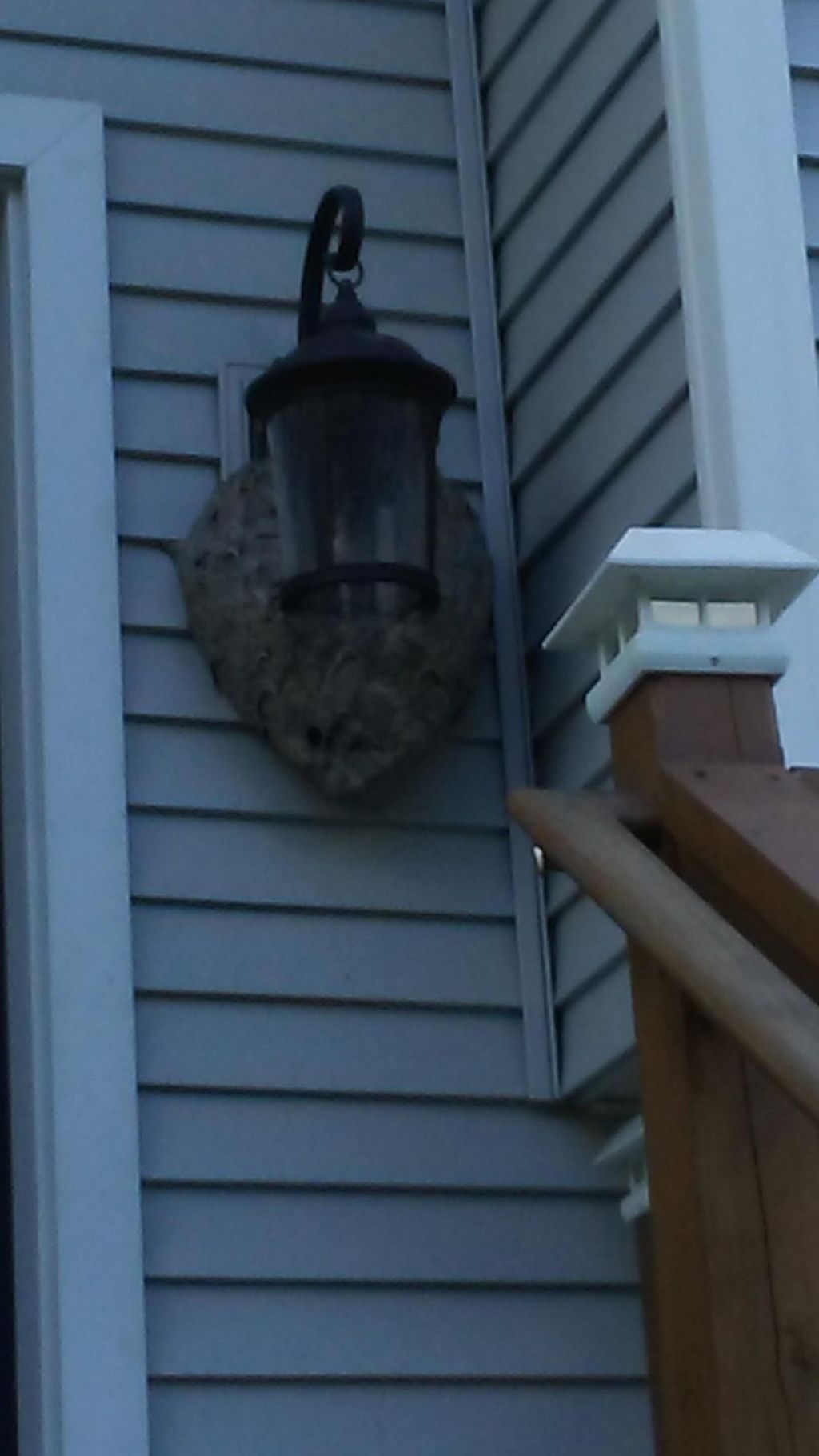 Baldface Hornet Nest