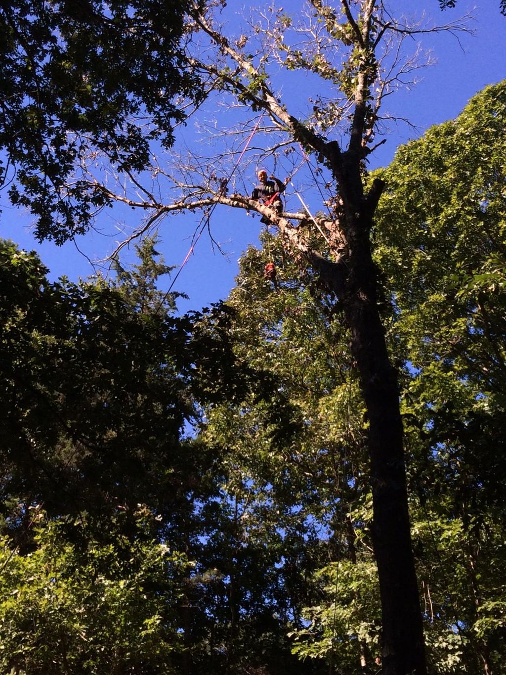 walking out on the branch to cut a limb next to th