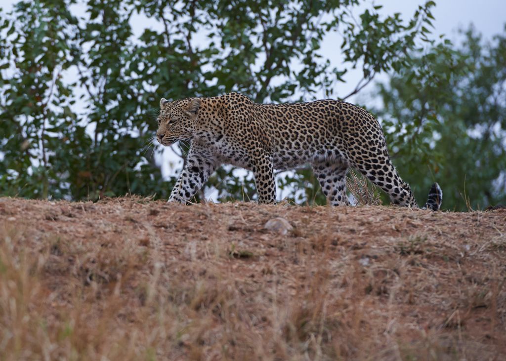 Safari Photography