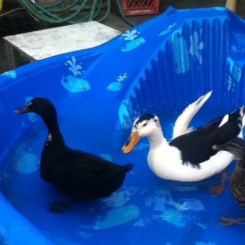 Duck baths!