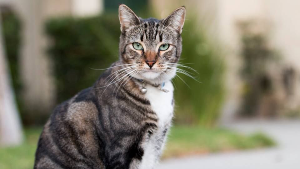Pet's portrait