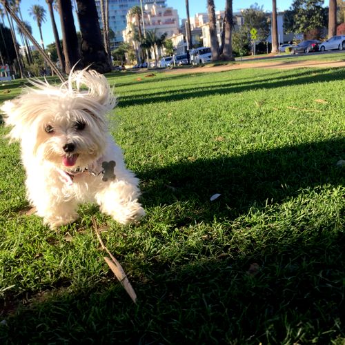 Marilyn the Maltese! Dog walks through the park ar