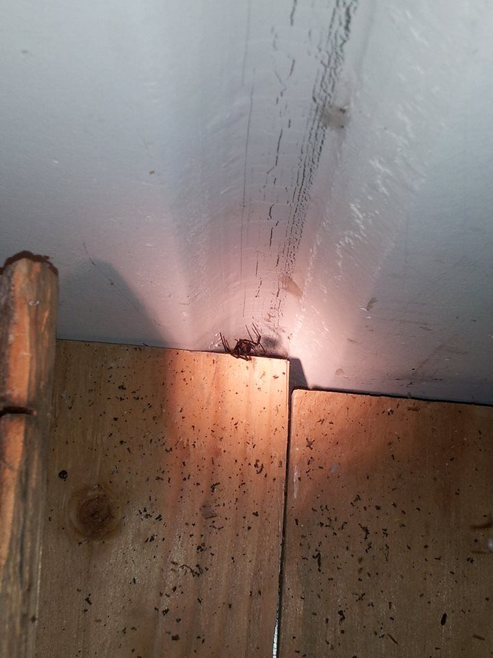 Blackwidow inside a structure.