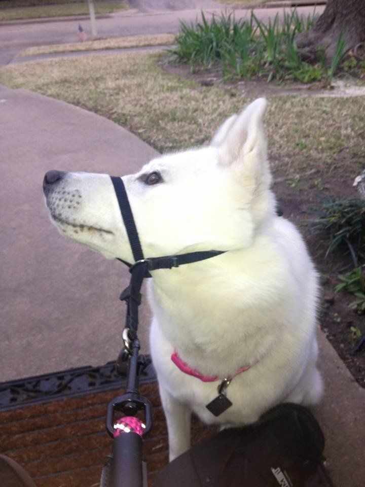 Kaitlynn's Dog Obedience Training