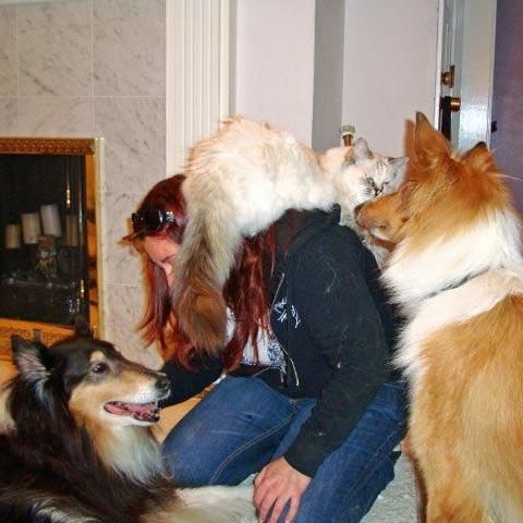 Pets and Purrs Barkery