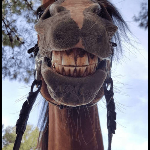 Smile pony rides are fun!