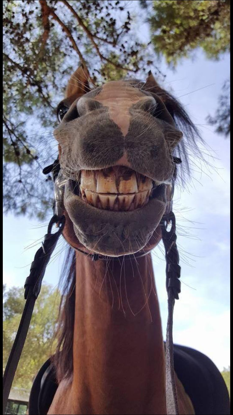 Smile pony rides are fun!