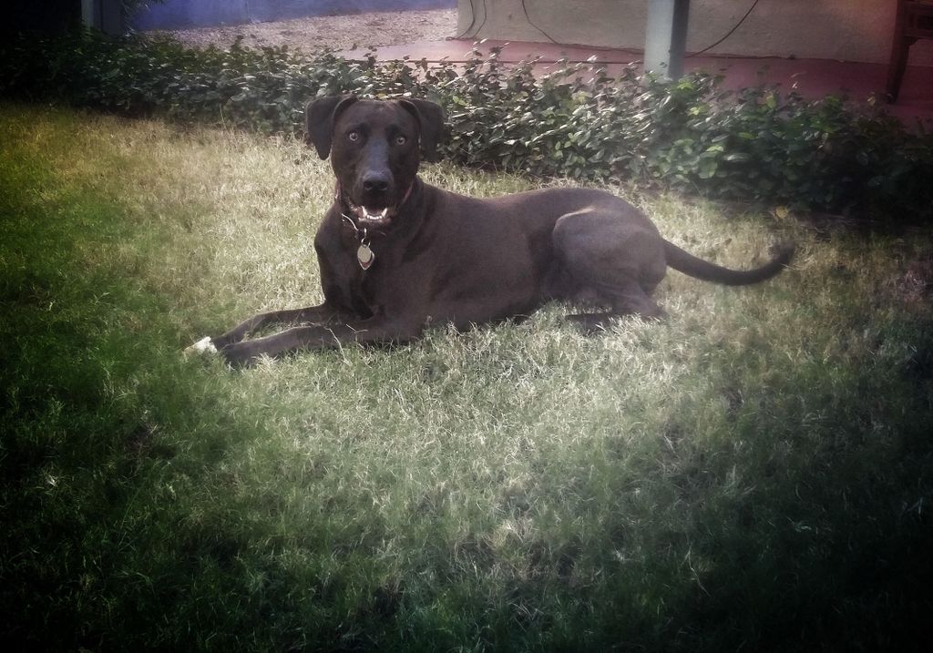 Felicity taking a break after a good walk and a fe