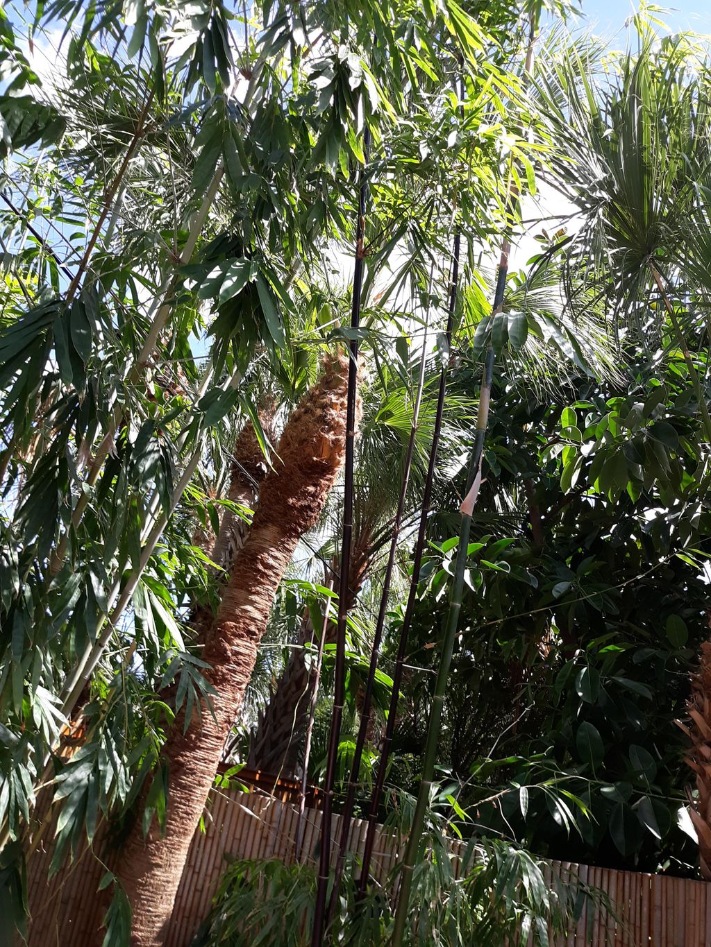 Freshly Pruned Sabal Palm