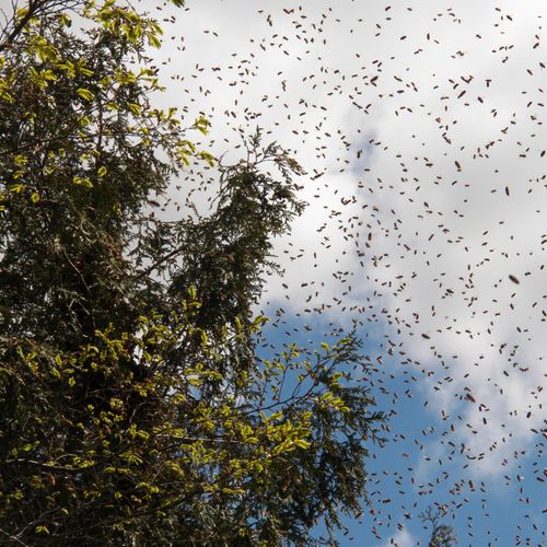 What a swarm in flight looks like...
