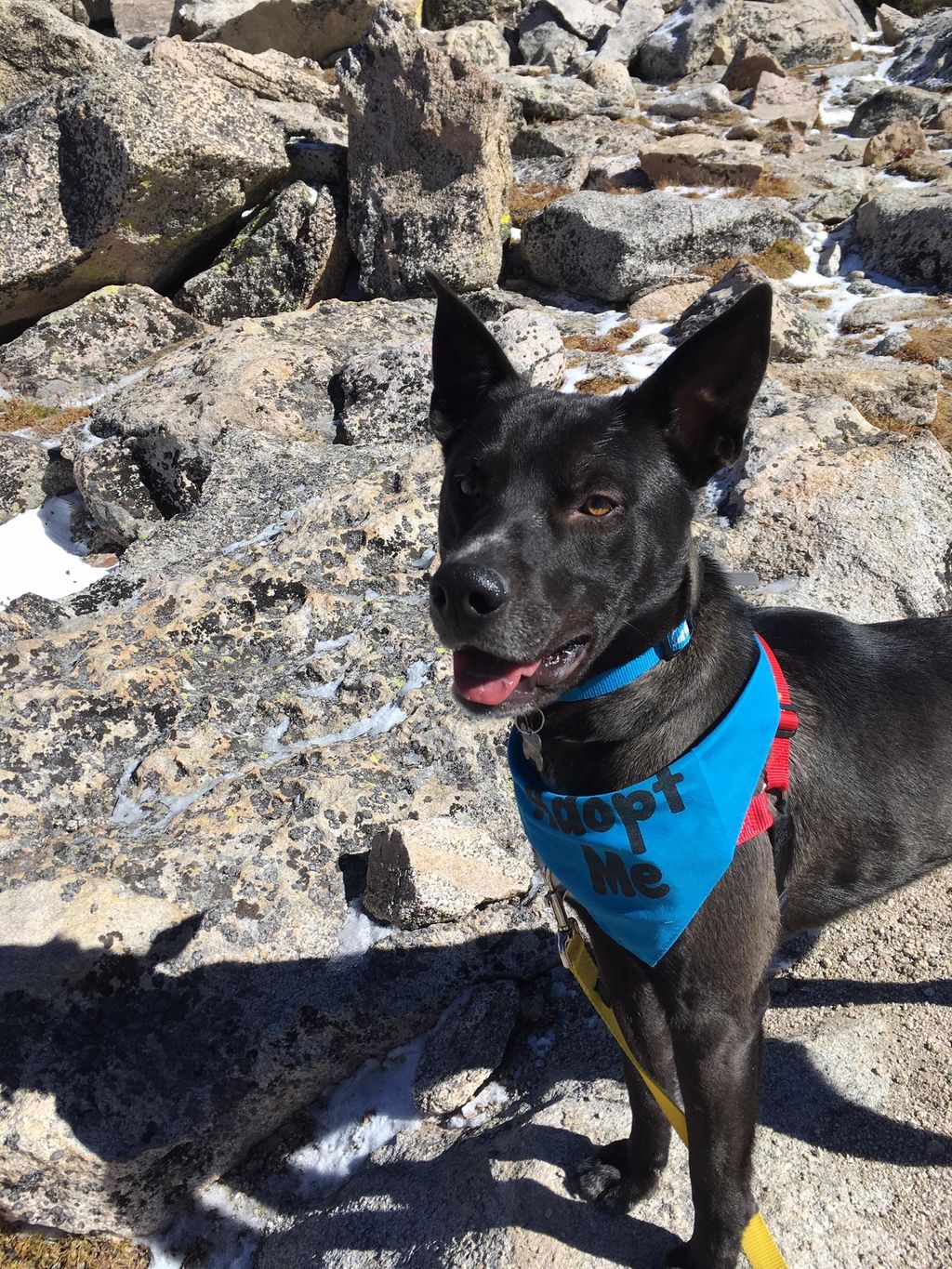I've helped former strays do their first 14er...