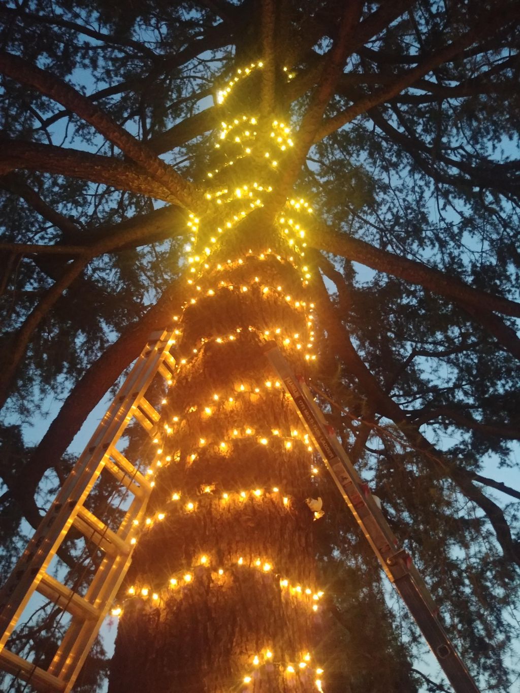 Light holiday decorations tree