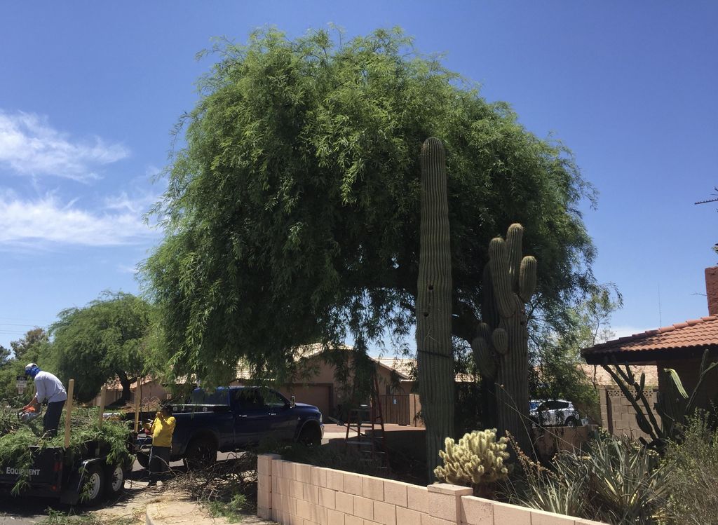 Large Mesquite Trim Before
