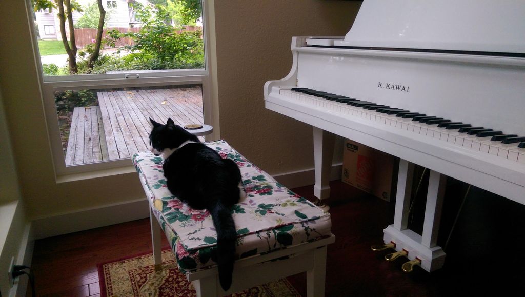 My friendly cat Rogue enjoys participating in pian