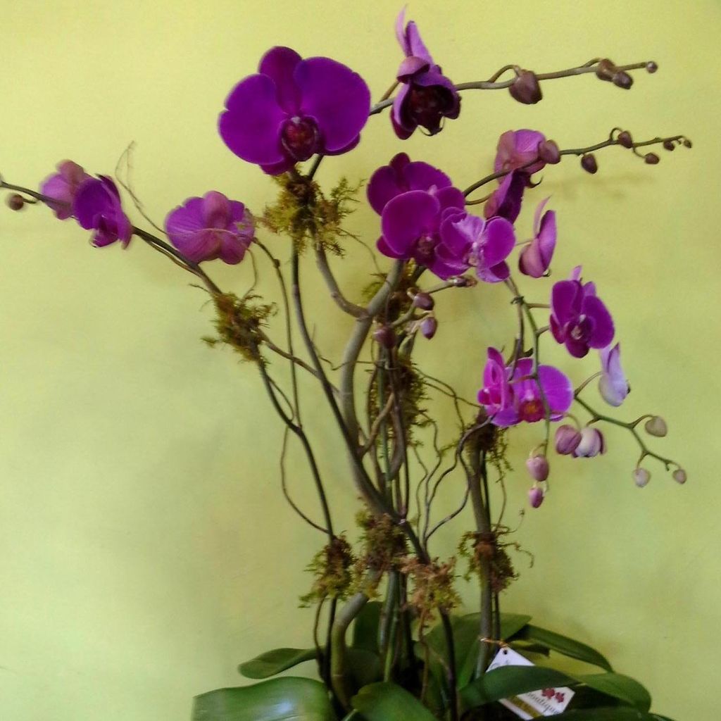 Natural Orchids Boutique