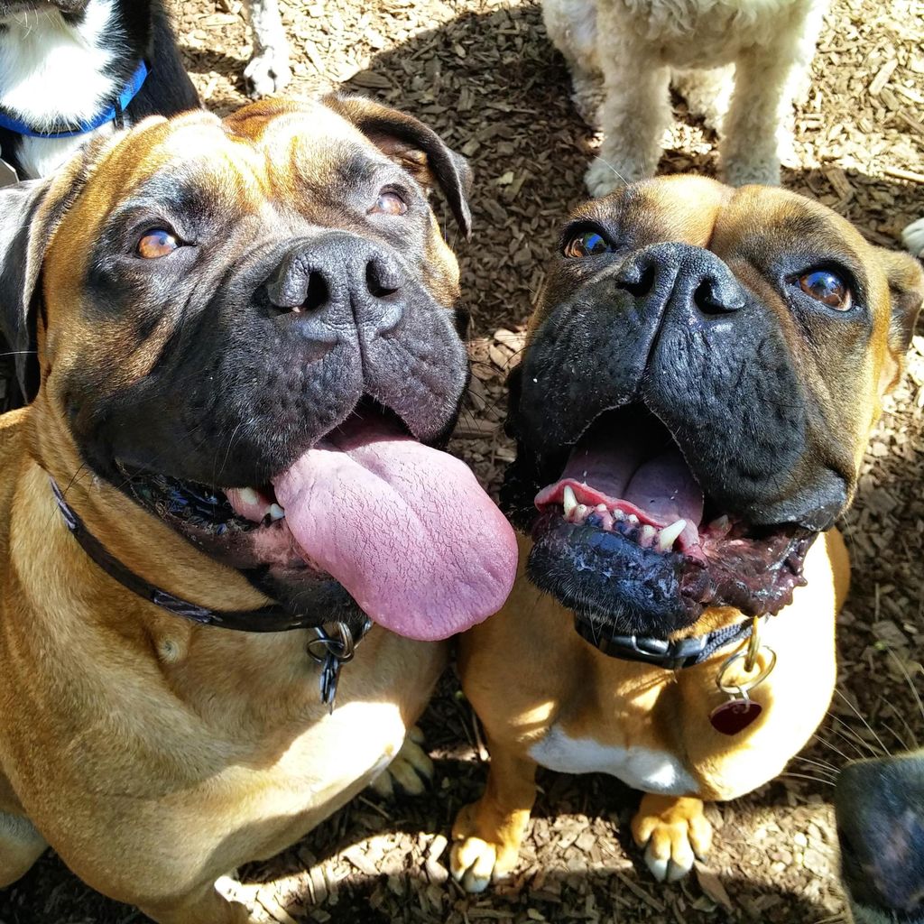 Seattle Barks and Recreation | Dog Adventures a...