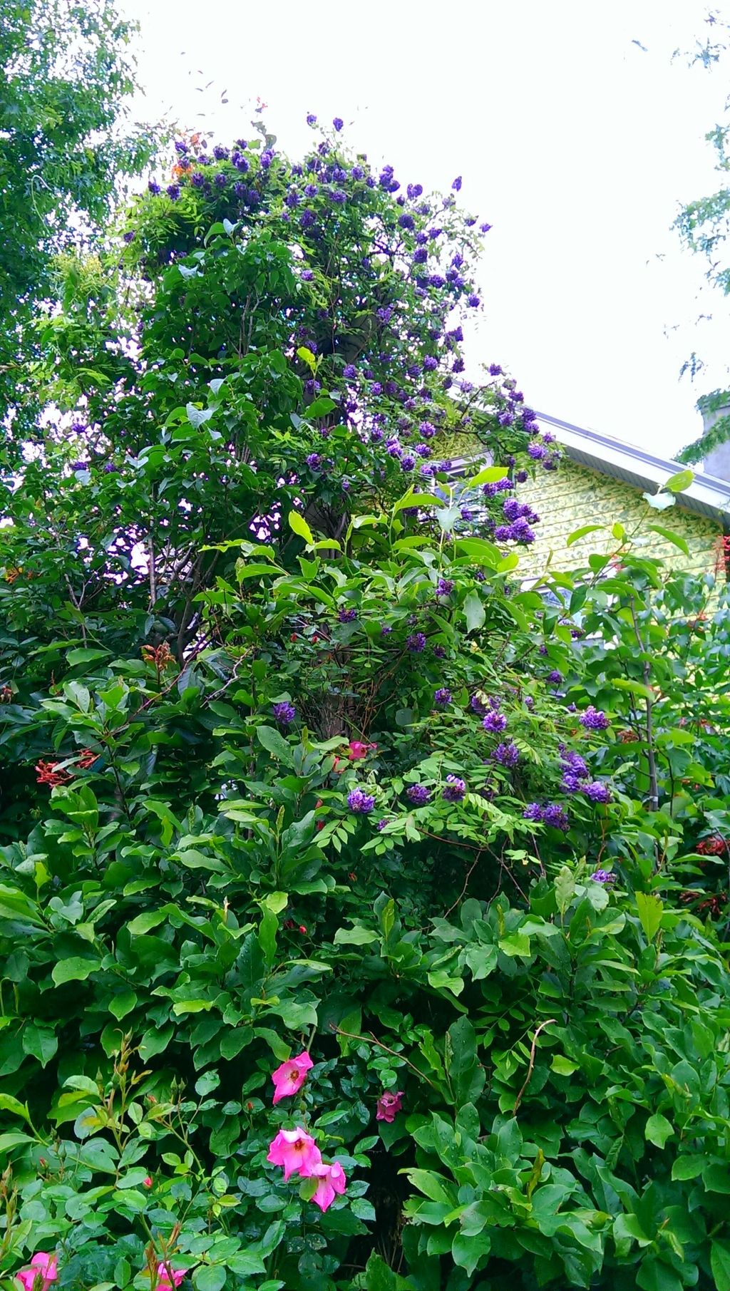 Kentucky wisteria for late spring blooms.