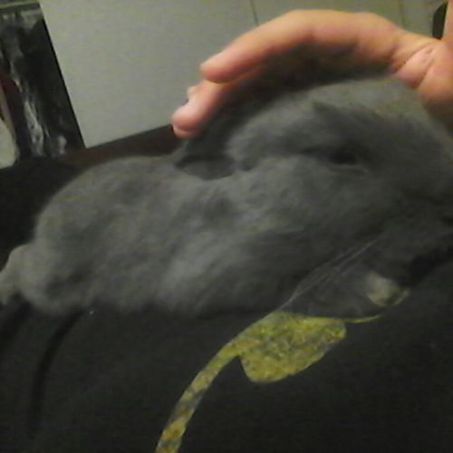 This is my bunny Poopy, she grew up so fast :(  sh